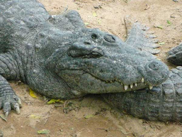 Крокодилья  ферма неподалеку от Ченная