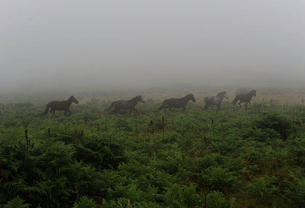 Дикие лошади пасутся на холмах выше деревни Sabucedo, Испания. Фото: Denis Deule/Getty Images