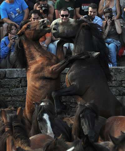 Дикие лошади с характером. Фото: Denis Deule/Getty Images