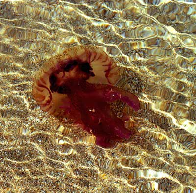 Рыба-медуза (Орилия aurita) из семейства Ulmariidae. Снята в Средиземном море у берегов турецкой части Кипра. Фото: TARIK TINAZAY/AFP/Getty Images