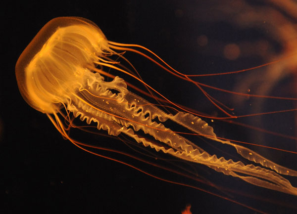 Медуза – примитивное, но опасное существо. Фото: MARK RALSTON/AFP/Getty Images