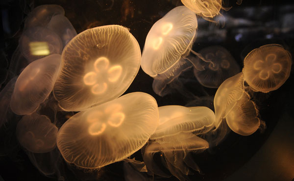 Медуза – примитивное, но опасное существо. Фото: MARK RALSTON/AFP/Getty Images