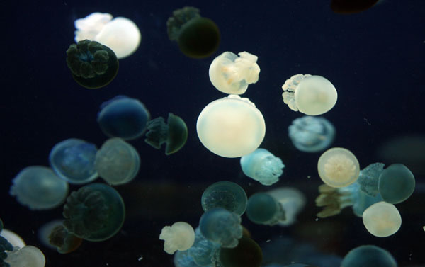Ядовитая «Синяя медуза» бывает разных оттенков: от очень светло-голубого до темно-фиолетового. Фото: MARK RALSTON/AFP/Getty Images