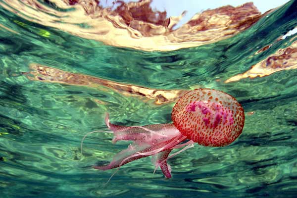 Медуза – примитивное, но опасное существо. Фото: TARIK TINAZAY/AFP/Getty Images