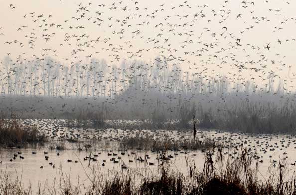 Скопление миграционных птиц. Фото:  ROUF BHAT/AFP/Getty Images