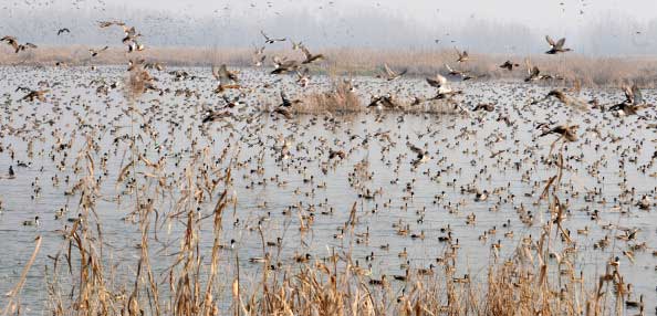 Скопление миграционных птиц. Фото:  ROUF BHAT/AFP/Getty Images