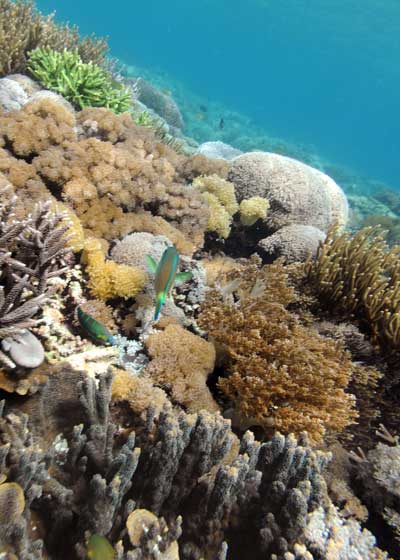 Кораллы – цветы океана
