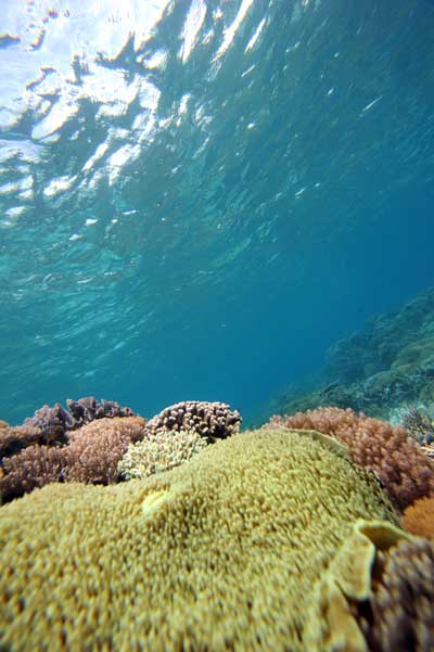 Кораллы – цветы океана