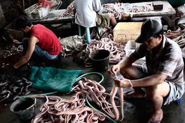 Цех по производству змеиного мяса. Фото: Ulet Ifansasti/Getty Images