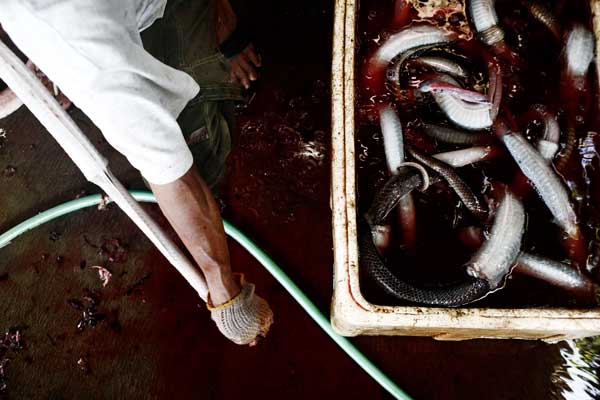 Рабочий снимает змеиную кожу. Фото: Ulet Ifansasti/Getty Images