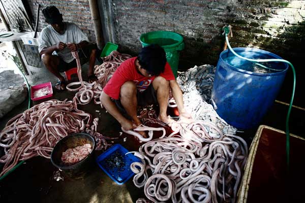 Цех по производству змеиного мяса. Фото: Ulet Ifansasti/Getty Images