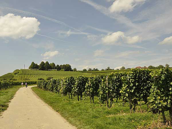 Виноградная тропа -  от Меерсбурга до Хагнау. Фото: Николай Богатырев