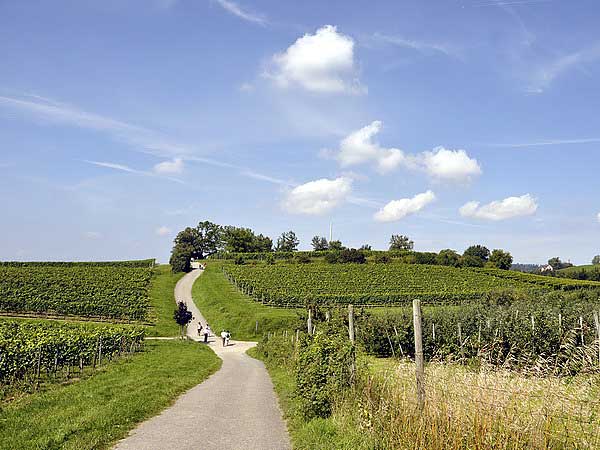 Виноградная тропа -  от Меерсбурга до Хагнау. Фото: Николай Богатырев