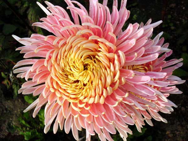Королевский цветок - хризантема