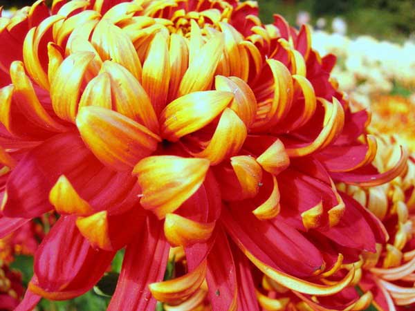 Королевский цветок - хризантема