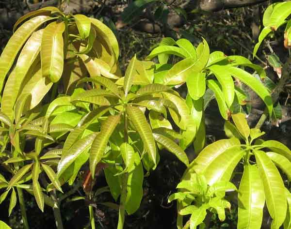 Молодые листья манго.  Фото: Татьяна Виноградова/Великая Эпоха