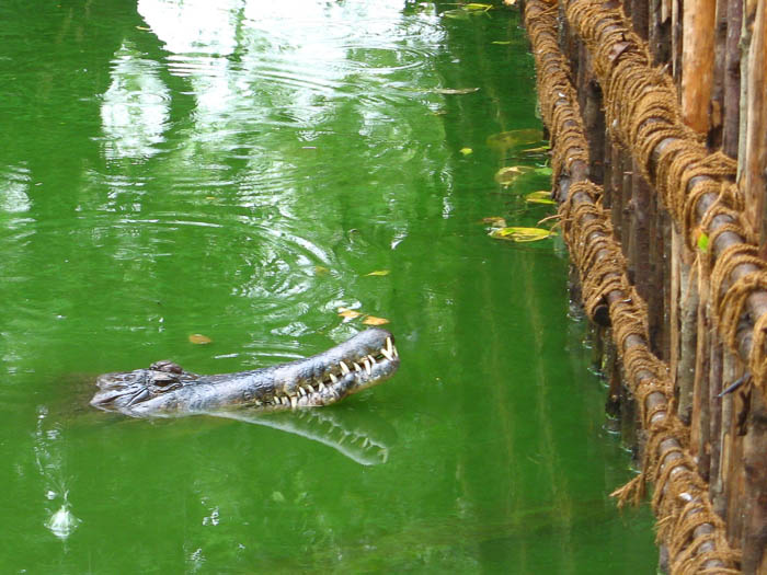 Индийские крокодилы