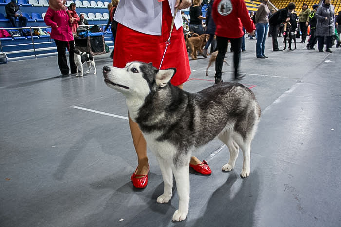 Выставка собак состоялась в Нижнем Тагиле. Фото: Андрей Толмачёв/Великая Эпоха (The Epoch Times)
