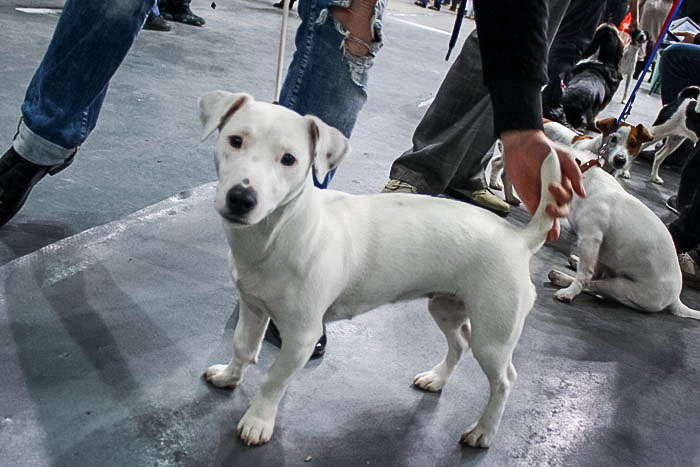 Выставка собак состоялась в Нижнем Тагиле. Фото: Андрей Толмачёв/Великая Эпоха (The Epoch Times)