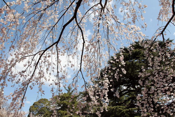 Фестиваль Черри Блоссом (Cherry blossom)