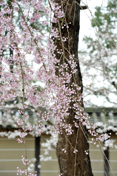 Фестиваль Черри Блоссом (Cherry blossom)