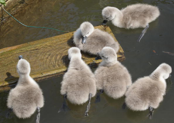 Немые лебеди. Лебединая семья в Дорсете, Англия, Объединенное Королевство. 18 мая. Фотообзор. Фото: Matt Cardy/Getty Images