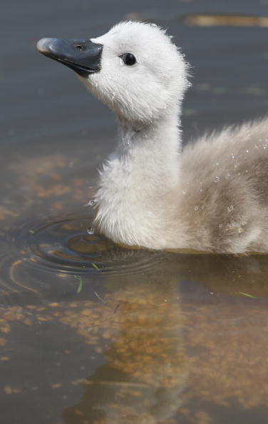 Немые лебеди. Лебединая семья в Дорсете, Англия, Объединенное Королевство. 18 мая. Фотообзор. Фото: Matt Cardy/Getty Images