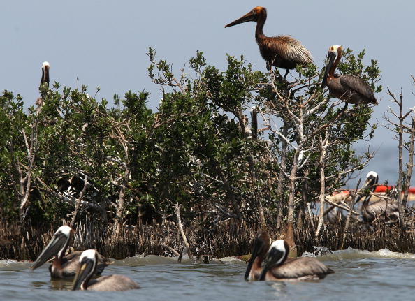 Нефтяное пятно в Мексиканском заливе нанесло огромный ущерб окружающей среде. Часть 2.  Фоторепортаж