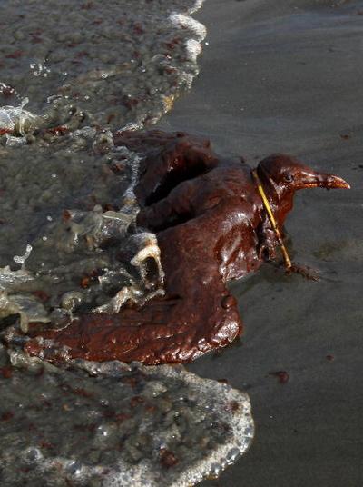 Нефтяное пятно в Мексиканском заливе нанесло огромный ущерб окружающей среде. Часть 1.Фоторепортаж