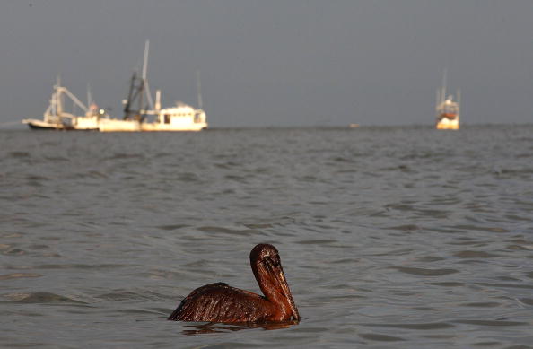 Нефтяное пятно в Мексиканском заливе нанесло огромный ущерб окружающей среде. Часть 1.Фоторепортаж