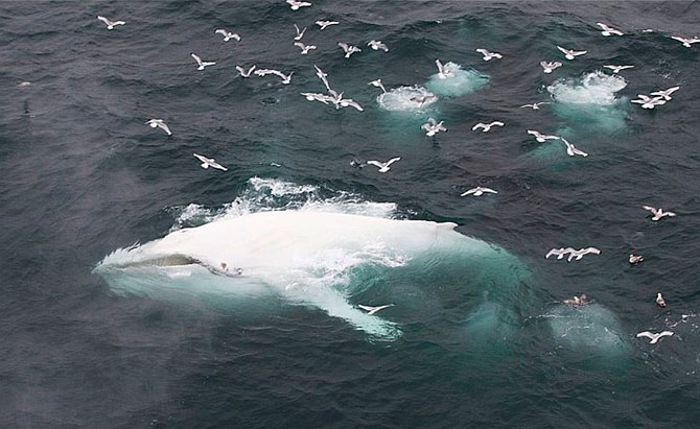 Белый кит в стае горбатых
