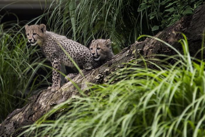 Два трёхмесячных детёныша гепарда впервые вышли в вольер Смитсоновского зоопарка