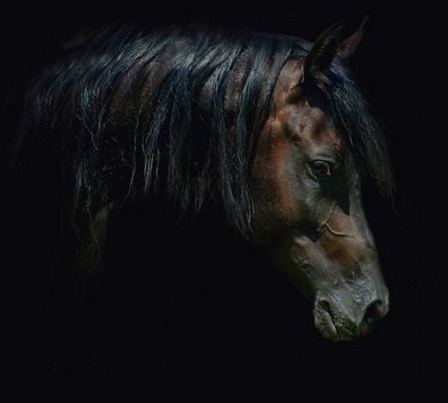 Грация и красота лошадей