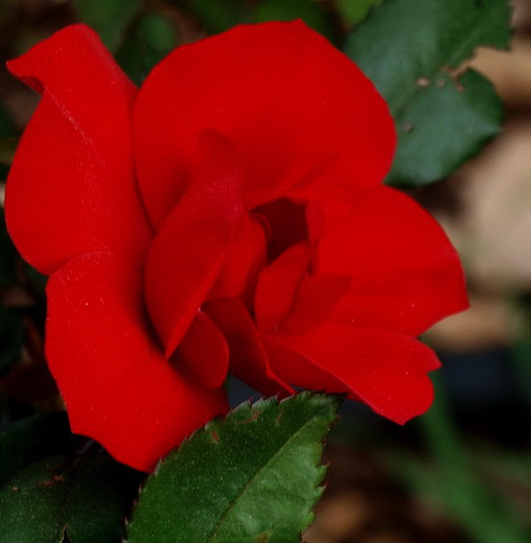 С 8 Марта, дорогие женщины!Стихотворение Уильяма Мейкпис ТЕККЕРЕЙ "Куст алых роз". Фото-Стихо-Творения