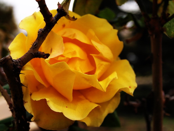 С 8 Марта, дорогие женщины!Стихотворение Уильяма Мейкпис ТЕККЕРЕЙ "Куст алых роз". Фото-Стихо-Творения