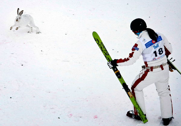 Зимой не до скуки. Кристалл Ли пытается прогнать зайца, выбежавшего на лыжню, во время соревнования по прыжкам с трамплина в Калгари 29 января. Фото: AP Photo/The Canadian Press/Jeff McIntosh