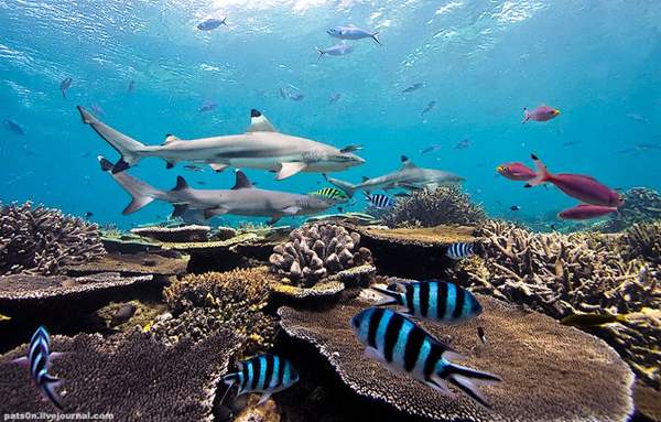 Мир морских глубин. Фото: Alexander SAFONOV