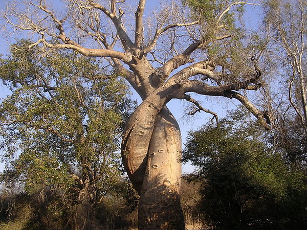 Существует удивительный гигант – баобаб. Фото с сайта: fotogeog.blogspot.com