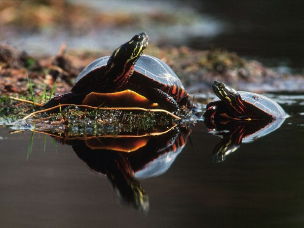 Легенда о Черепахе. Фото: animalworld.com.ua