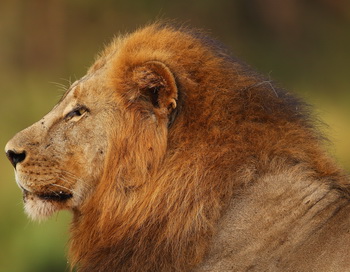 В Крыму открылся первый в Европе сафари-парк со львами