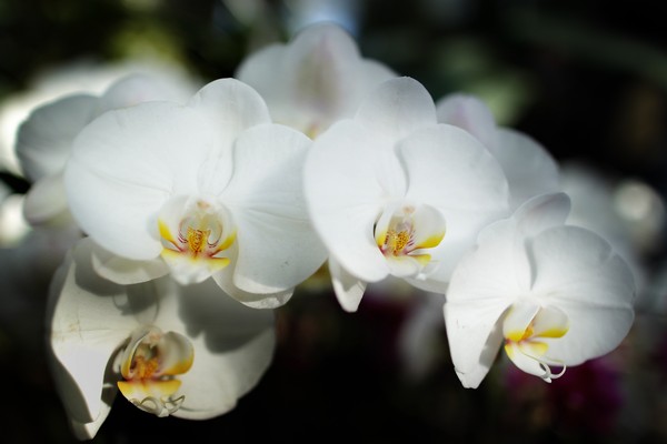 В оранжерее Уисли, к сожалению, нет всех 600 разновидностей  существующих орхидей.  Фото:  Peter Macdiarmid/Getty Images