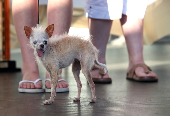 Фоторепортаж о конкурсе  «Самая уродливая собака в мире». Фото: Justin Sullivan/Getty Images