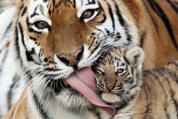 Самка амурского тигра лижет своего 7-недельного детеныша во время его первого выхода на публику в зоопарке Роев Ручей в Красноярске. Фото с сайта animalworld.com.ua