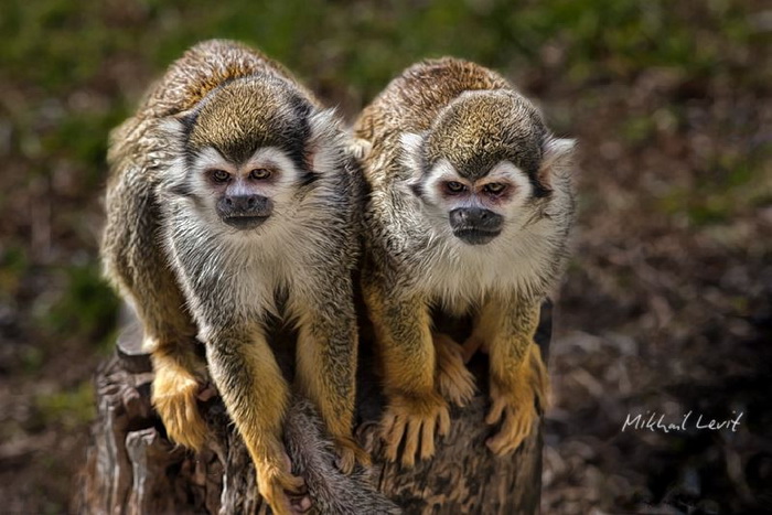 Об обезьянах. Фото: Михаил Левит