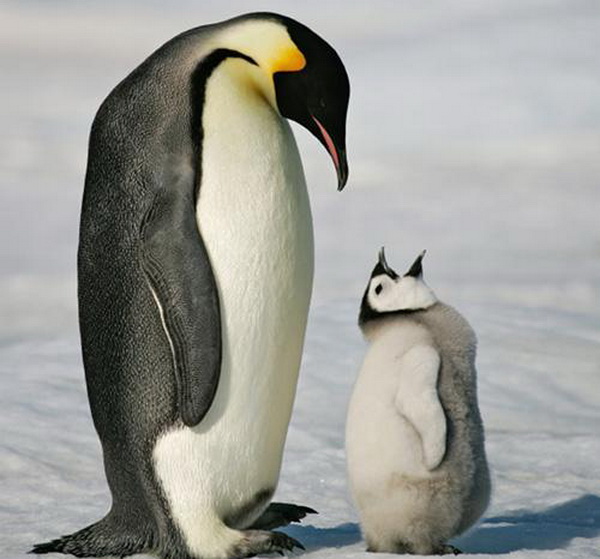 Десять самых заботливых отцов среди животных. Императорский пингвин. Фото с сайта ba-bamail