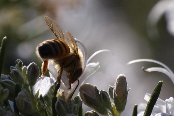 Миндаль, анемоны, розмарин и… пчёлы