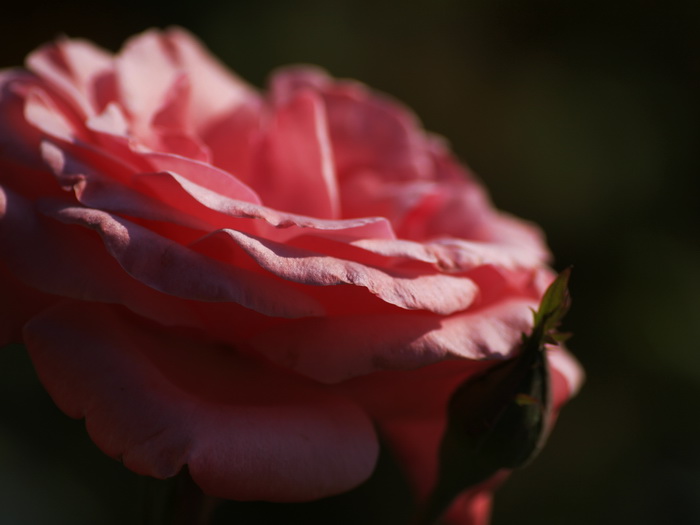 Фотобукет роз ко Дню Влюблённых