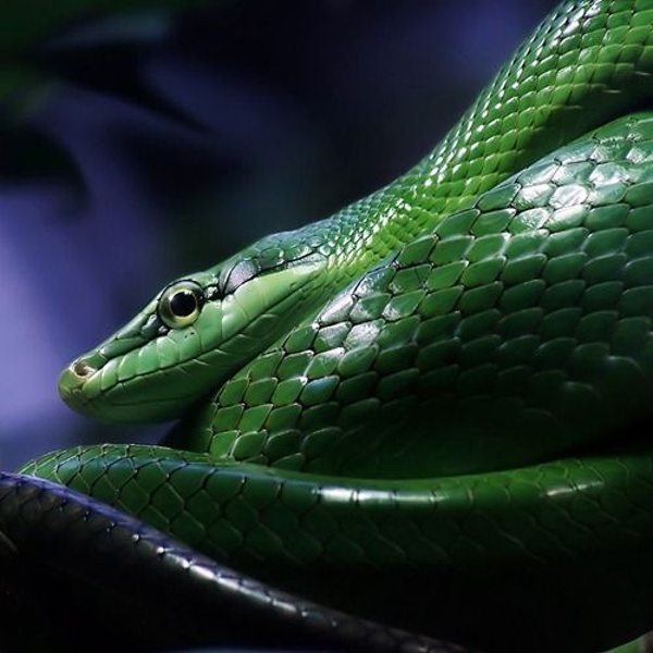 Природа змеи. Фото: xaxor.com