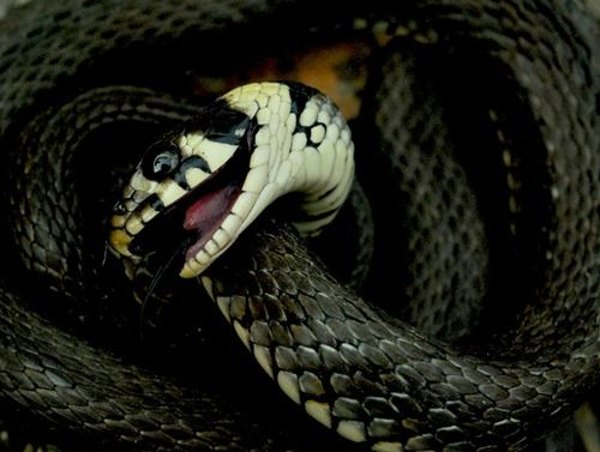 Природа змеи. Фото: xaxor.com