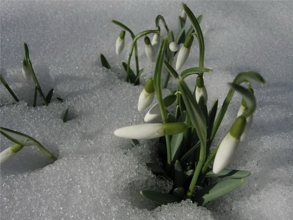 Весна, цветы, подснежники. Фото:xaxor.com